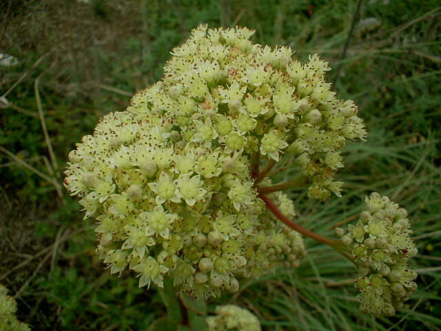 Hylotelephium maximum / Borracina massima
